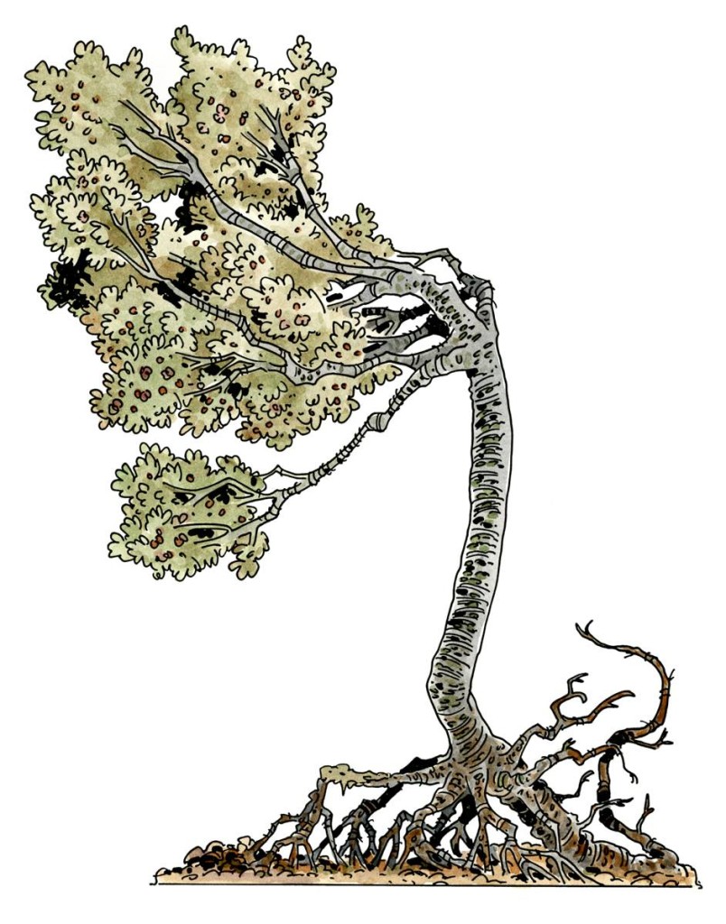 tree